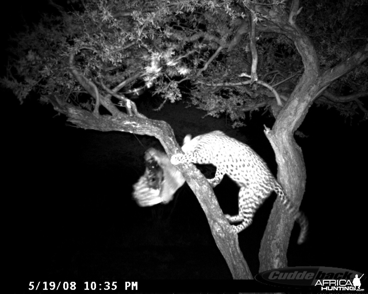 Leopard on Bait at Ozondjahe Safaris Namibia