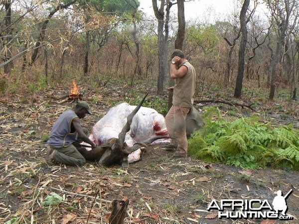 Skinning Derby eland CAR