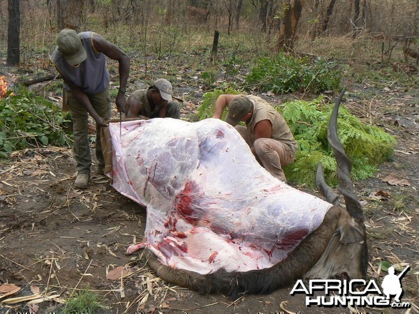 Skinning Derby eland CAR