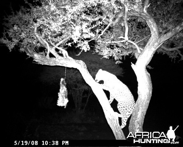 Leopard on Bait at Ozondjahe Safaris Namibia