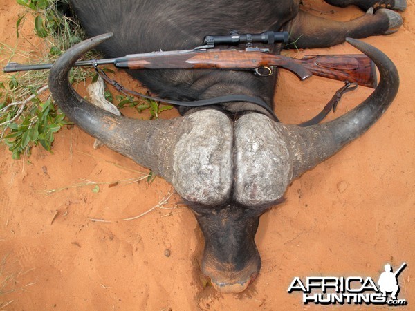 Cape Buffalo hunted in Namibia Waterberg Plateau