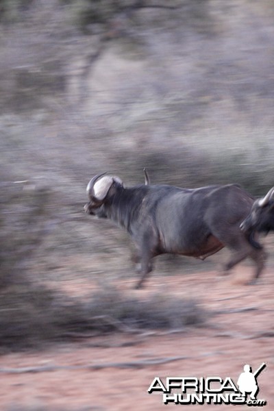 Cape Buffalo in Namibia Waterberg Plateau