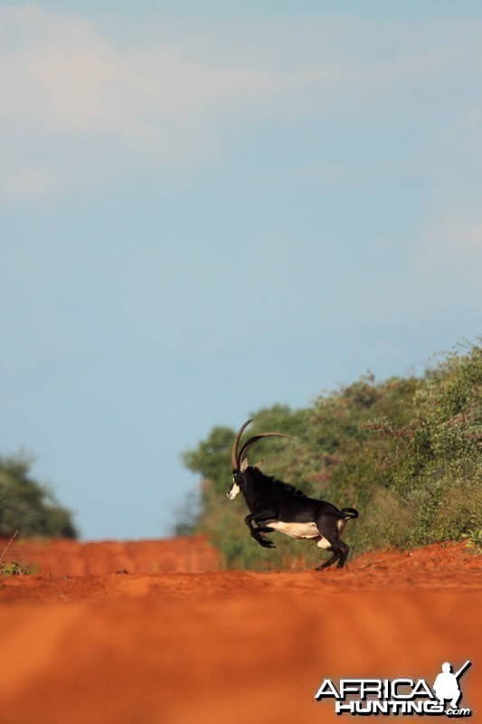 Sable in Namibia Waterberg Plateau
