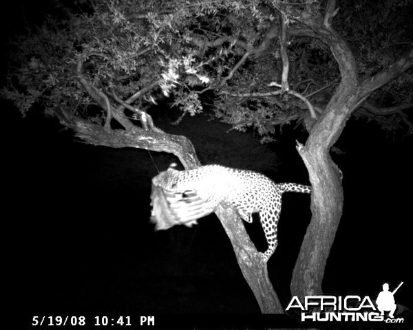 Leopard on Bait at Ozondjahe Safaris Namibia