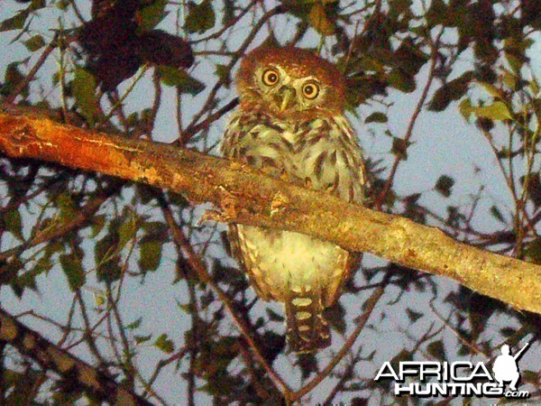 Pearl Spotted Owl Namibia