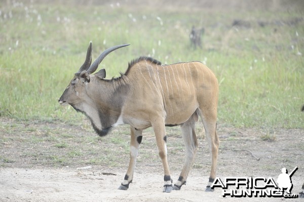 Lord Derby Eland in C.A.R.