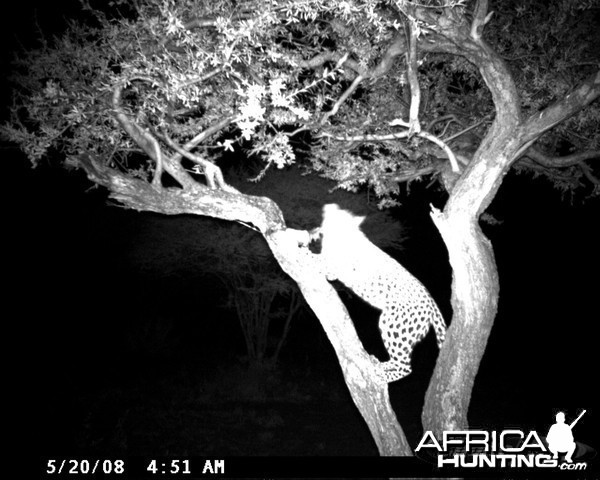 Leopard on Bait at Ozondjahe Safaris Namibia