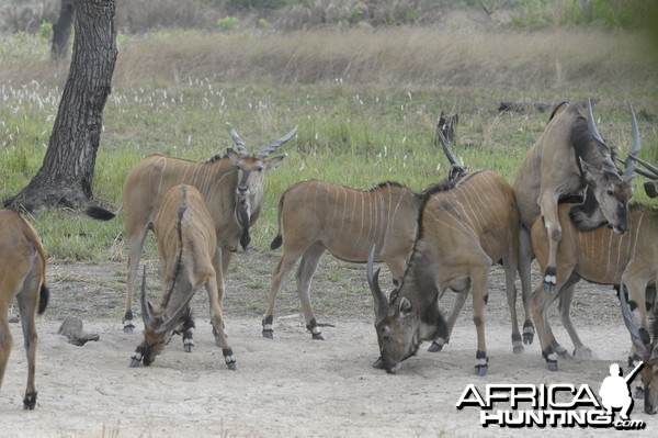 Lord Derby Eland in C.A.R.