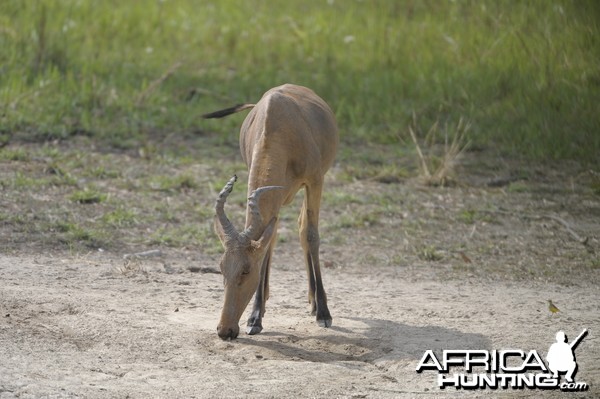 Lelwel Hartebeest in Central African Republic