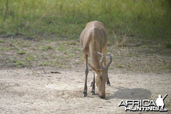 Lelwel Hartebeest in Central African Republic