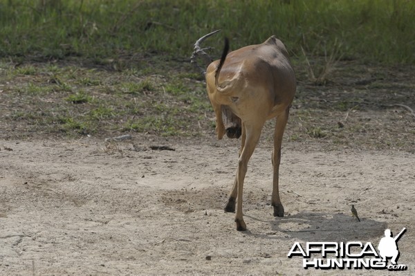 Lelwel Hartebeest in Central African Republic