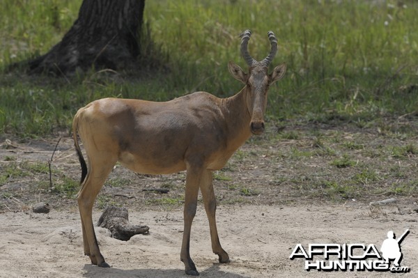 Lelwel Hartebeest in Central African Republic