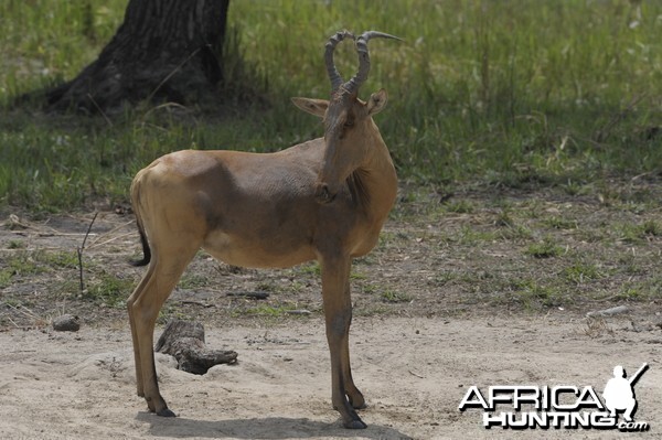 Lelwel Hartebeest in Central African Republic