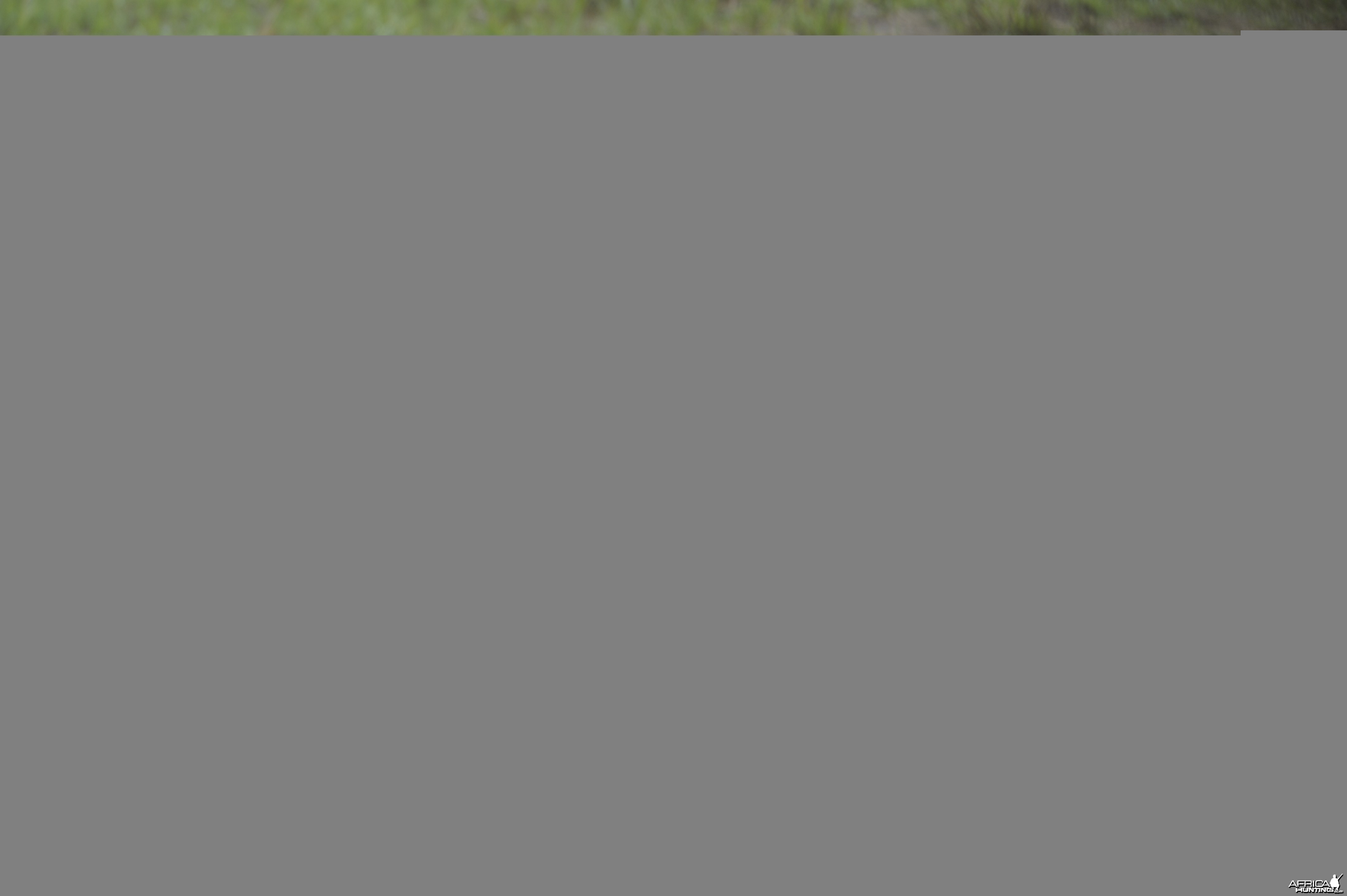 Lelwel Hartebeest in Central African Republic