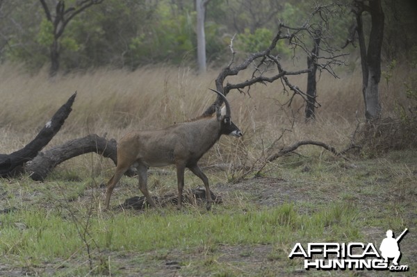 Roan Antelope in Central African Republic