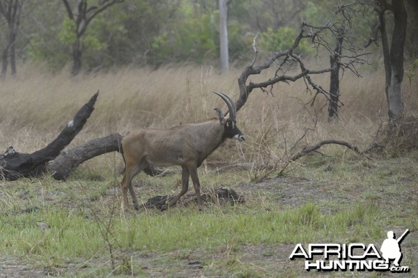 Roan Antelope in Central African Republic