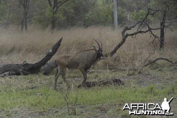 Roan Antelope in Central African Republic