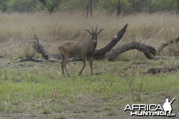 Roan Antelope in Central African Republic