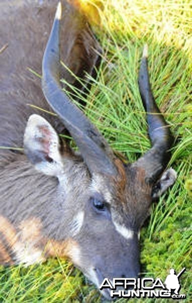 Ssese Island Sitatunga Uganda