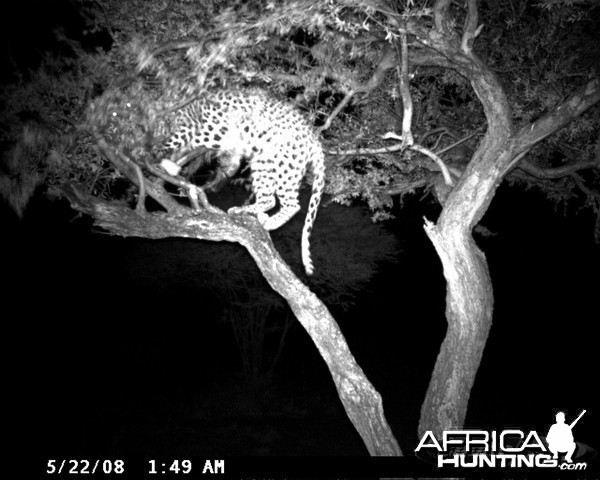 Hunting Leopard on Bait at Ozondjahe Safaris Namibia