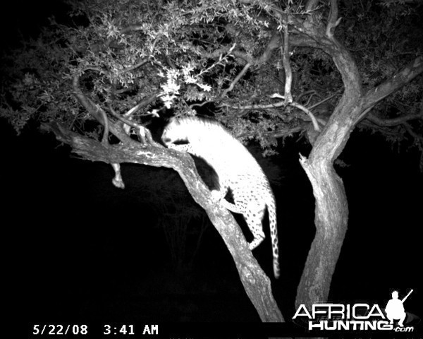 Hunting Leopard on Bait at Ozondjahe Safaris Namibia