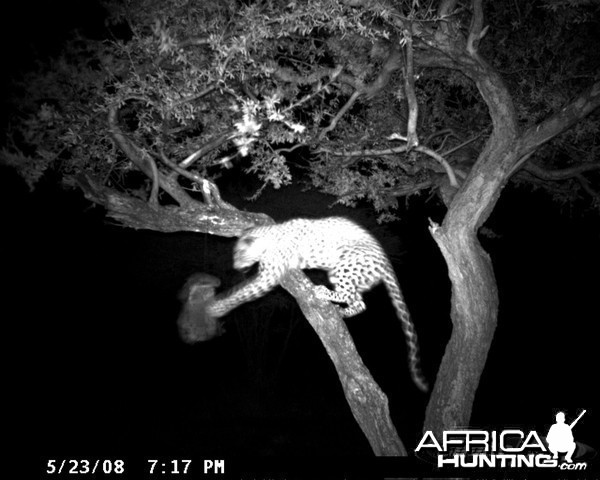 Hunting Leopard on Bait at Ozondjahe Safaris Namibia