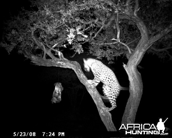Hunting Leopard on Bait at Ozondjahe Safaris Namibia