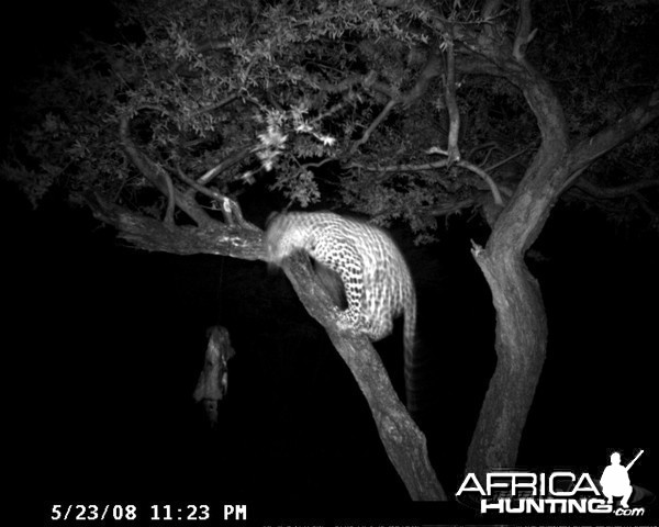 Hunting Leopard on Bait at Ozondjahe Safaris Namibia