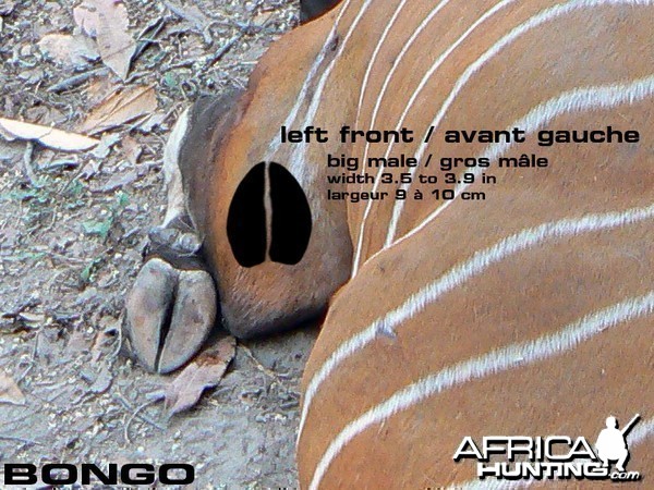 Bongo Tracks