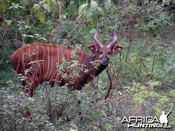 Mountain Bongo Kenya