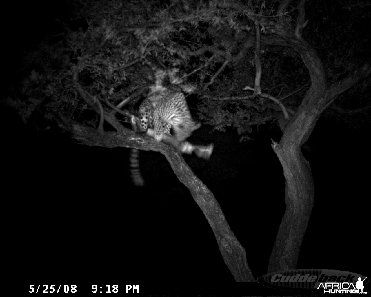 Hunting Leopard on Bait at Ozondjahe Safaris Namibia