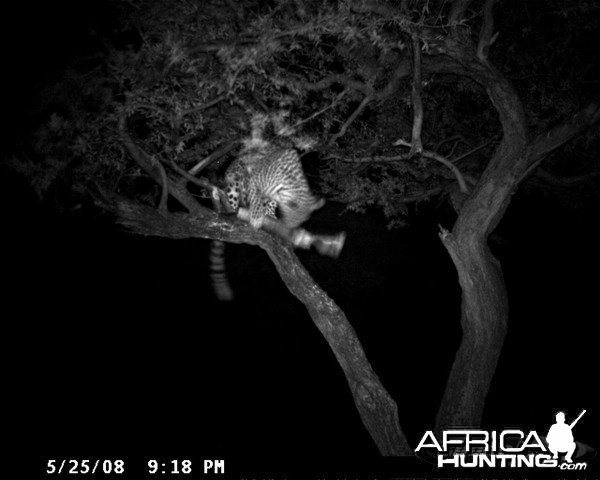 Hunting Leopard on Bait at Ozondjahe Safaris Namibia