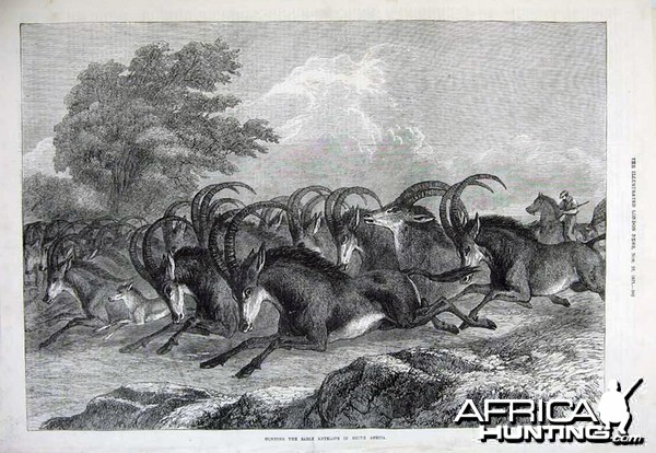 1871 Hunting Sable Antelope in South Africa