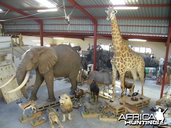 Elephant and Giraffe full mount