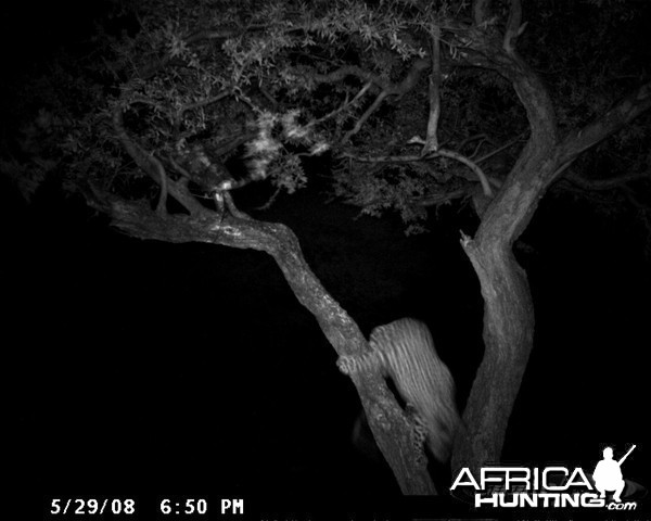Hunting Leopard on Bait at Ozondjahe Safaris Namibia