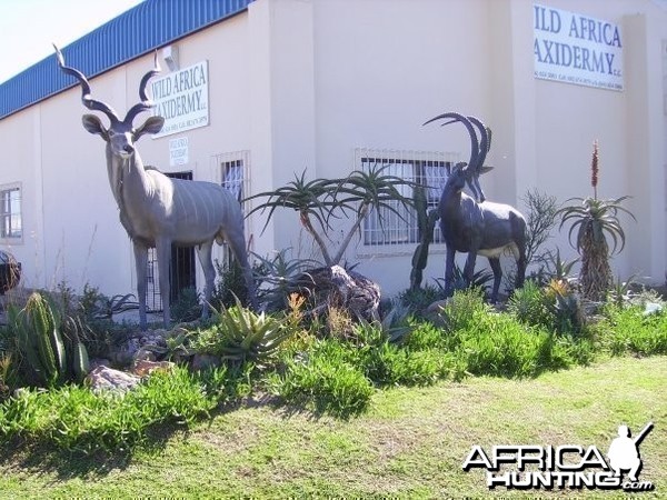 Kudu and Sable fibreglass replicas