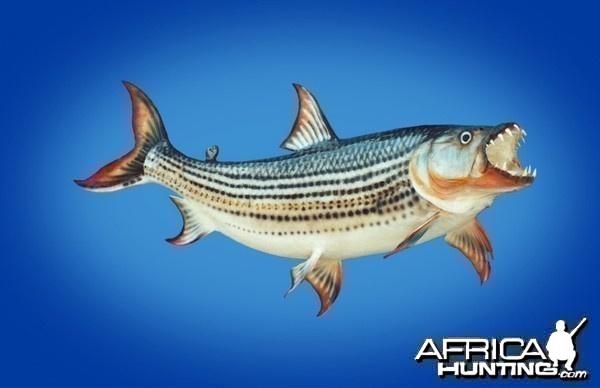 Tiger Fish taxidermy