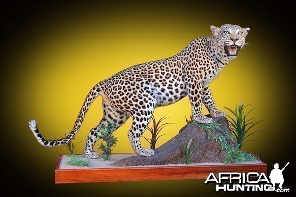 Leopard full mount