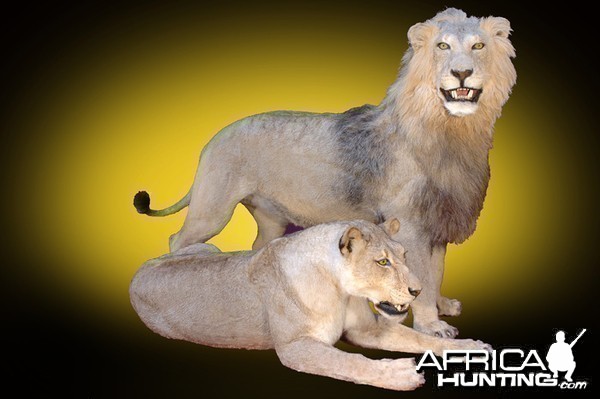 Lion and Lioness full mount taxidermy