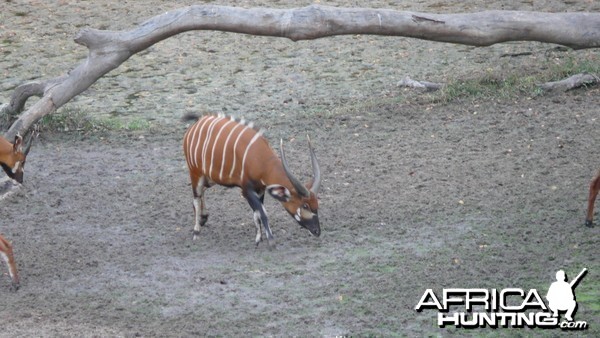 Bongo in Central African Republic