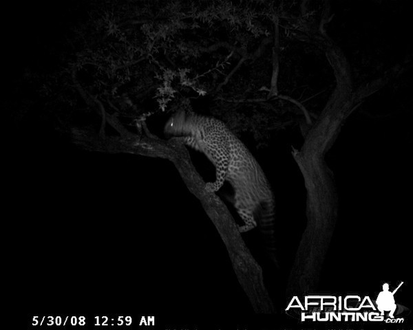 Hunting Leopard on Bait at Ozondjahe Safaris Namibia