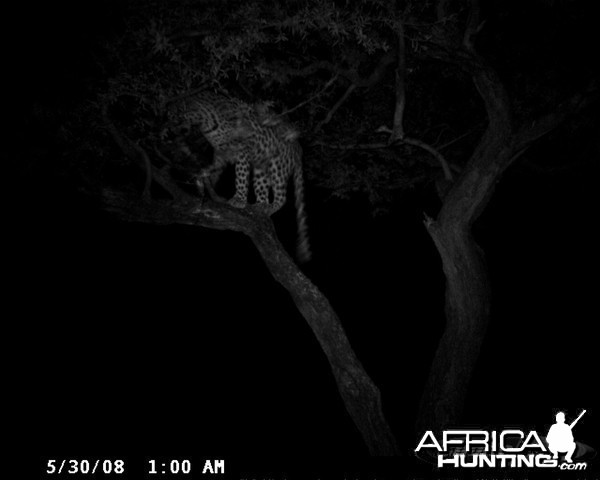 Hunting Leopard on Bait at Ozondjahe Safaris Namibia