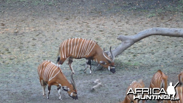 Bongo in Central African Republic