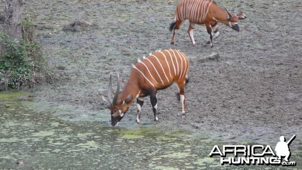 Bongo in Central African Republic