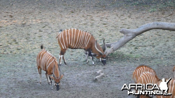 Bongo in Central African Republic