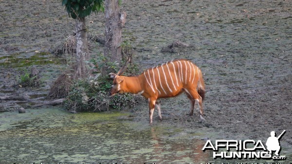 Bongo in Central African Republic