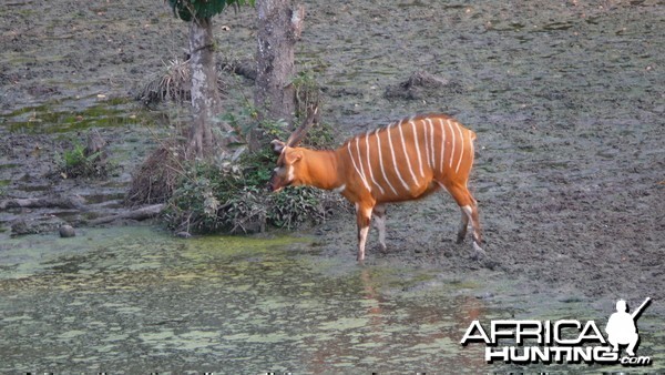 Bongo in Central African Republic