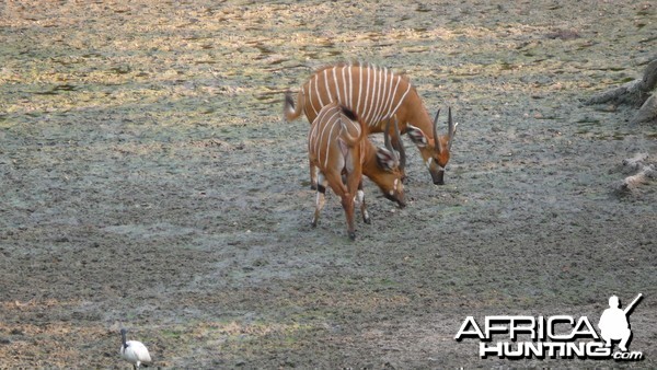 Bongo in Central African Republic