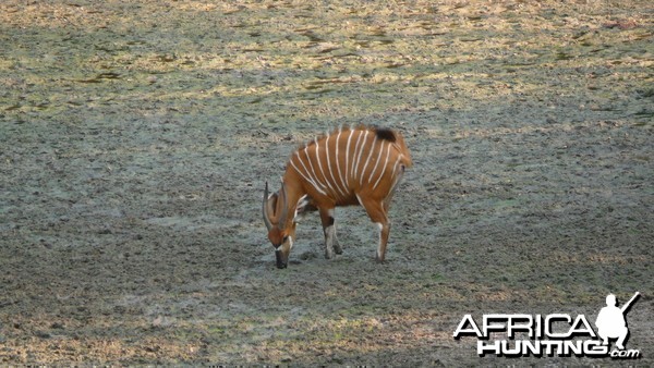 Bongo in Central African Republic