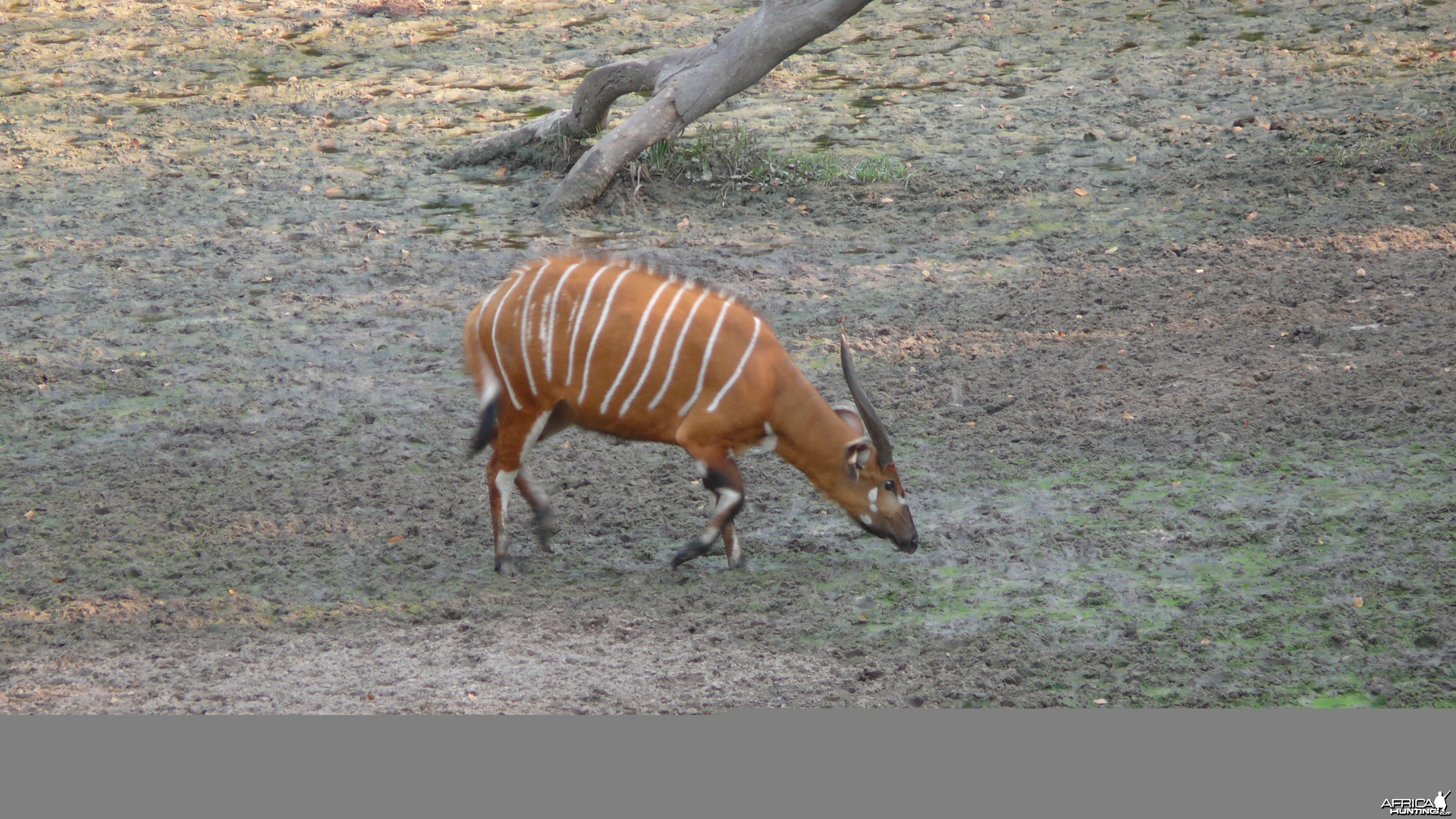 Bongo in Central African Republic